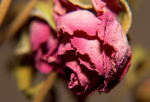 A rose by any other death